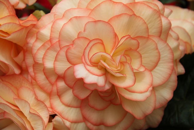 B. ‘Fred Martin’